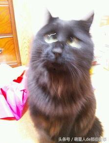 爆料猫咪丑照视频在线观看